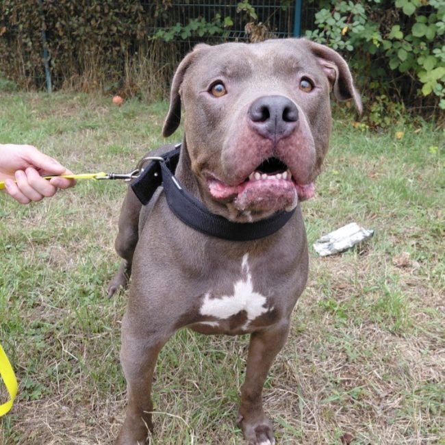 Dora - Chien American Bully à adopter