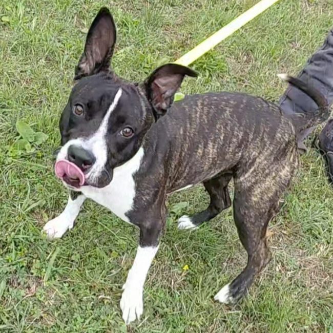 Altesse - Chien à adopter