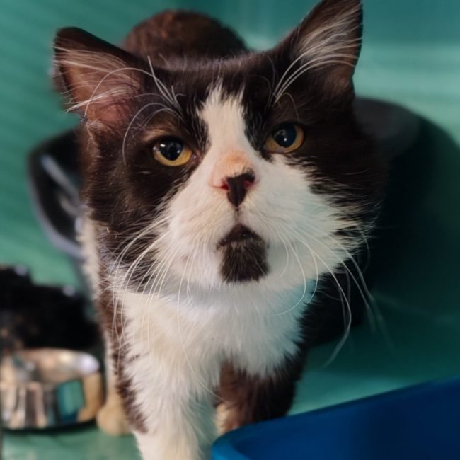 Merlin - Chat Européen à adopter