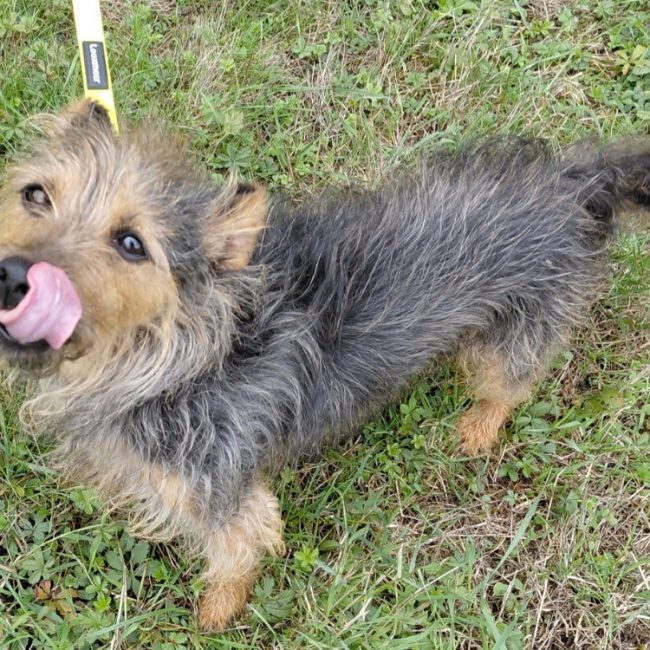 Bob - Chien à adopter