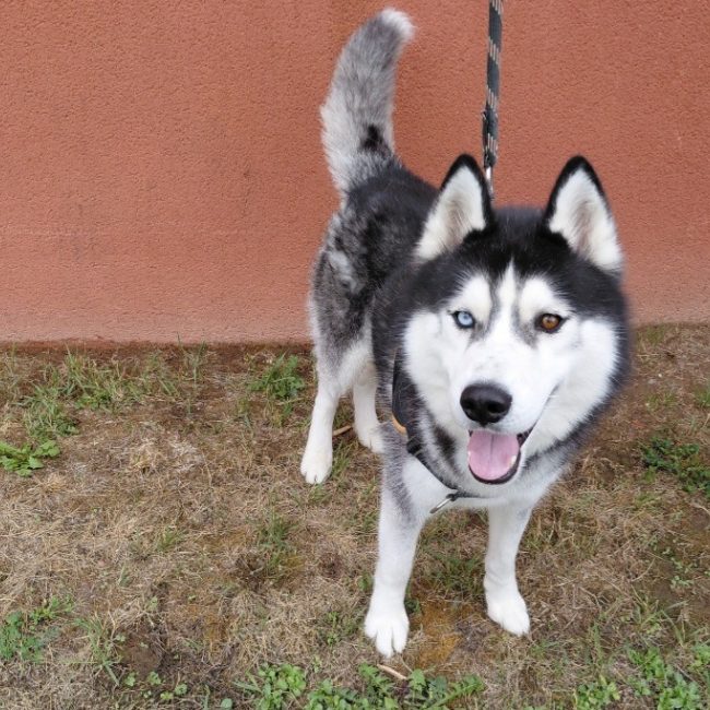 Togo - Chien Husky Sibérien à adopter