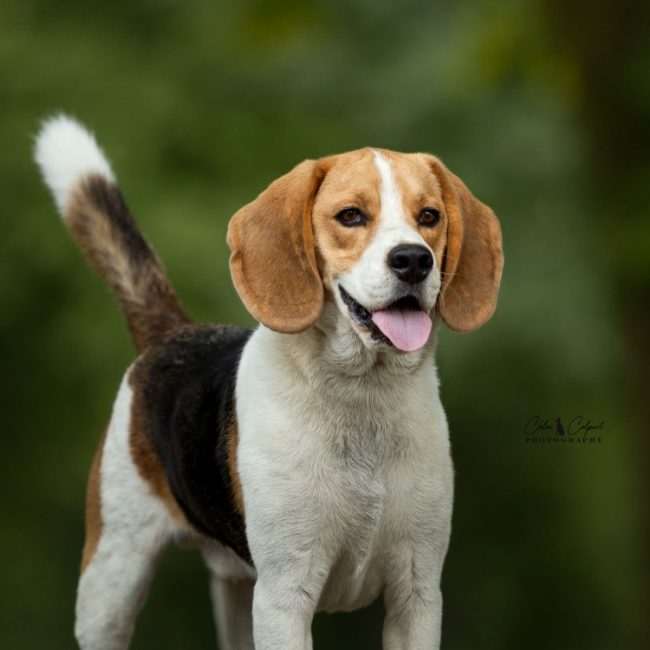 Tatum - Chien Beagle à adopter