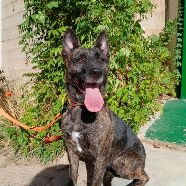 Photo de XÉNA issue de son annonce d'adoption sur Animaux.fr