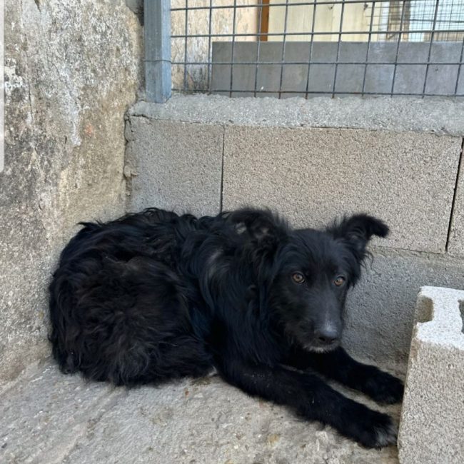 Photo de LAGARTA issue de son annonce d'adoption sur Animaux.fr
