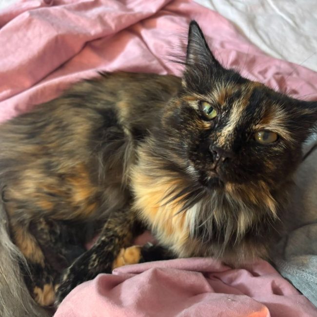 Photo de Nala issue de son annonce d'adoption sur Animaux.fr