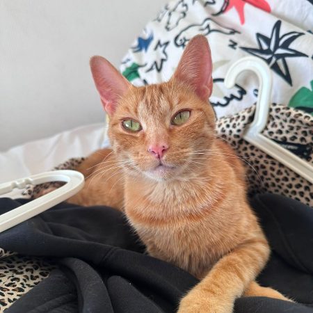 Lola - Chat à adopter