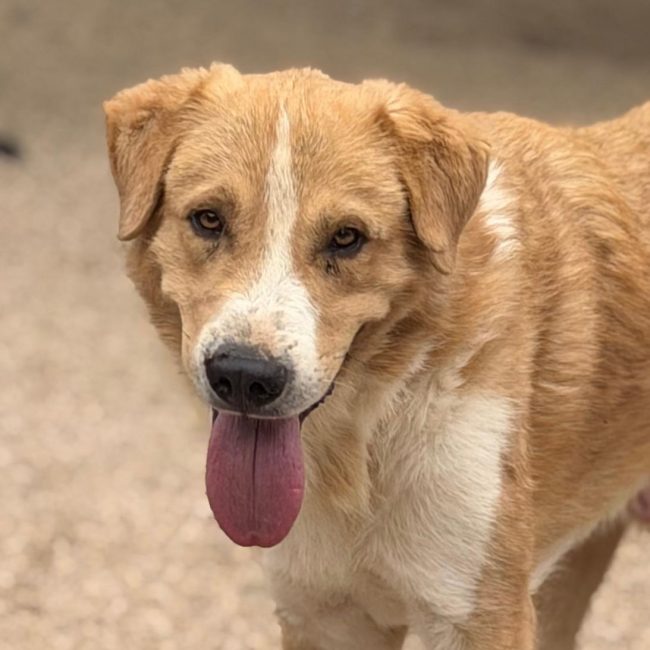 Guapo - Chien à adopter