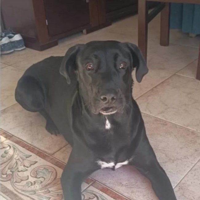 Patrona - Chien Labrador-Retriever à adopter