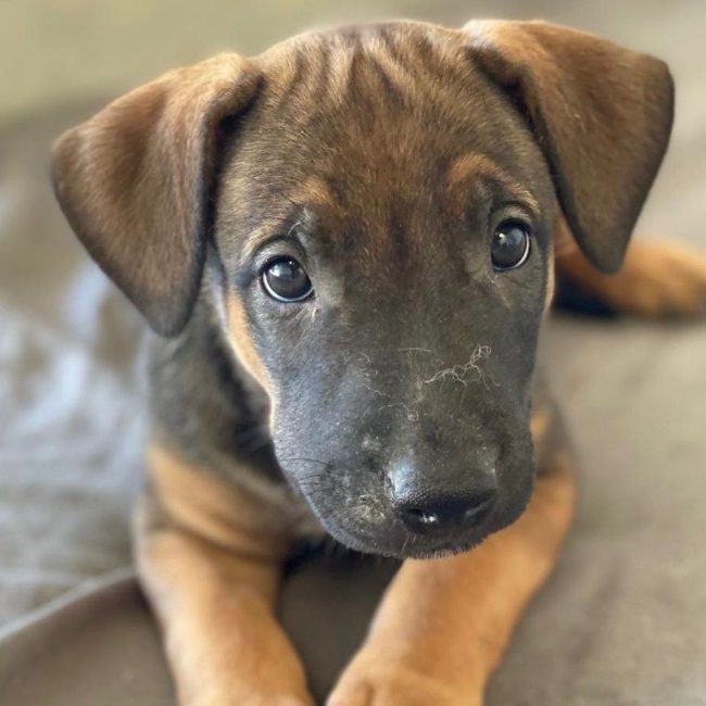 Zambia - Chien à adopter