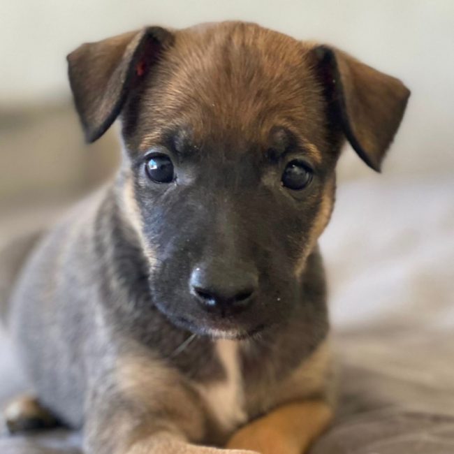 Kenia - Chien à adopter