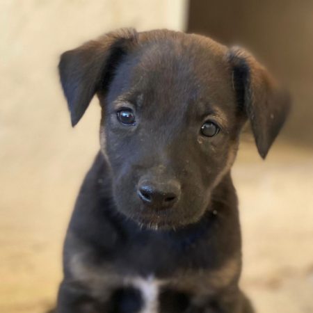 Nilo - Chien à adopter