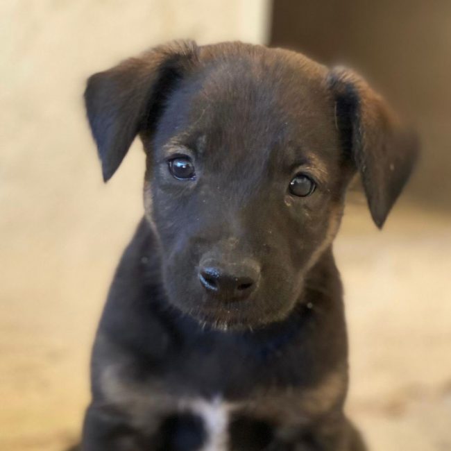 Nilo - Chien à adopter