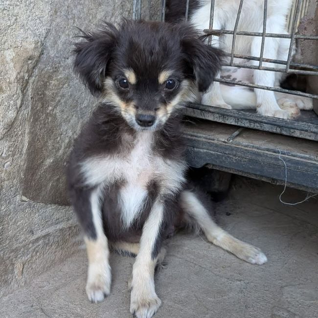 Hada - Chien à adopter