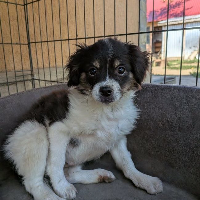 Harriet - Chien à adopter