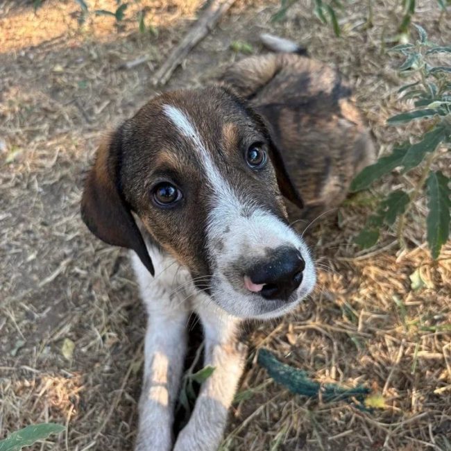 thomas - Chien à adopter
