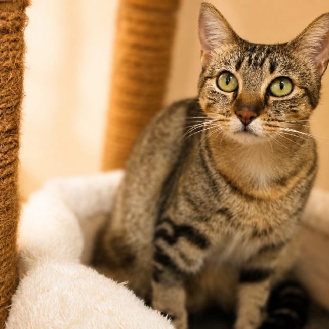 Molly - Chat Européen à adopter