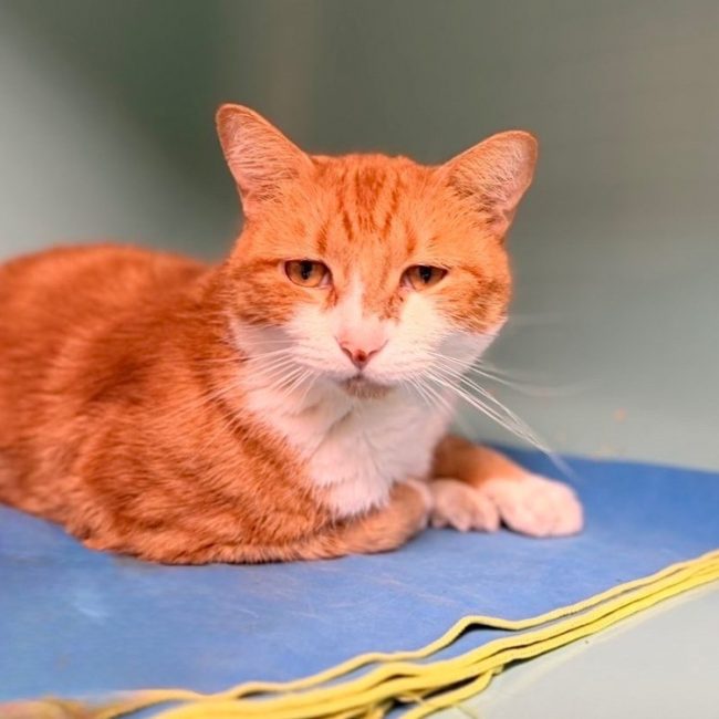 Berlioz - Chat Européen à adopter