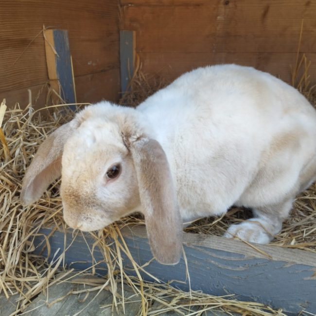 Haun - Rongeur Lapin à adopter