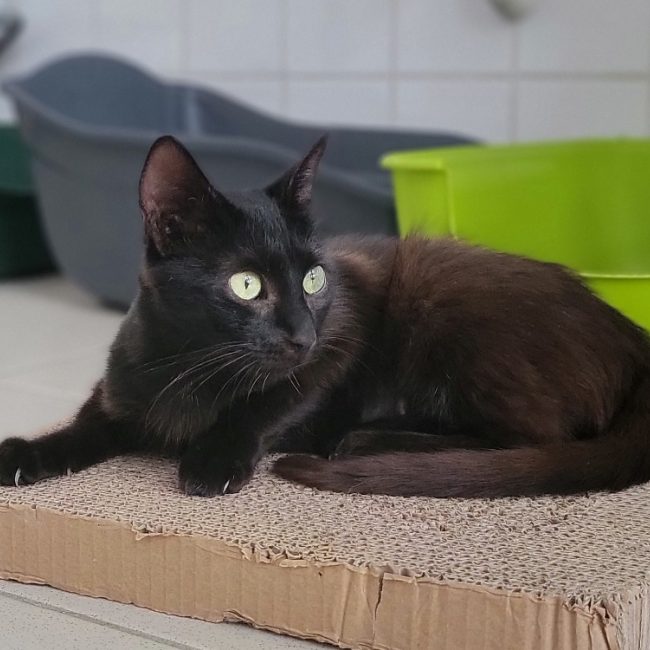 Satrami - Chat Européen à adopter