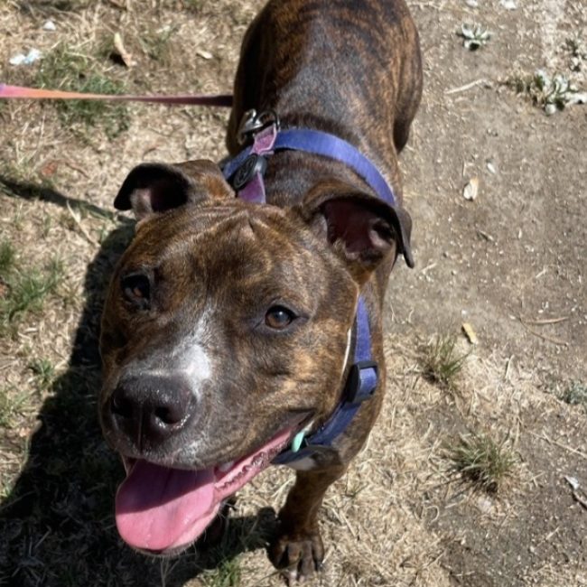 Anibal - Chien Bouledogue Américain à adopter