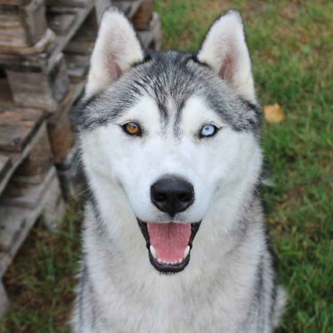Alex - Chien à adopter