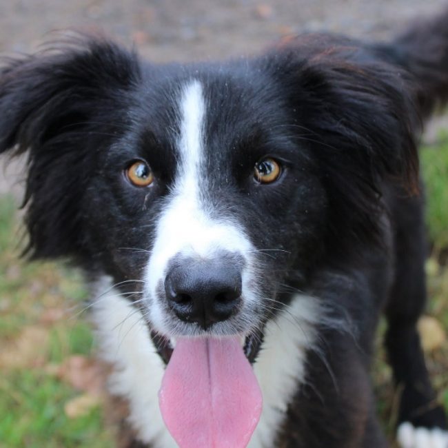 Uko - Chien à adopter