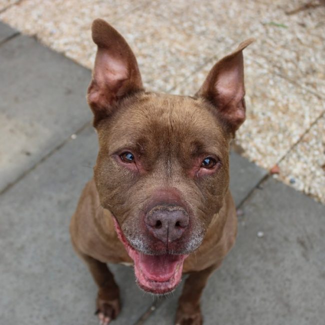 Mya - Chien à adopter