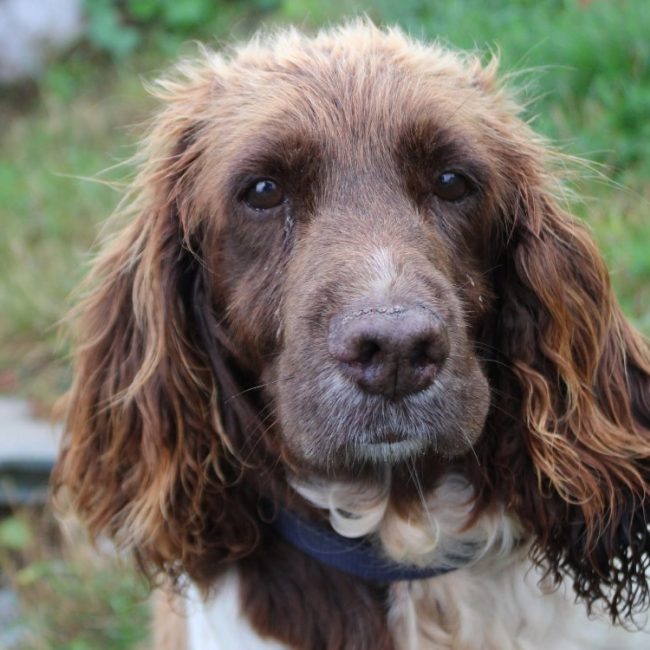 Mandy - Chien à adopter