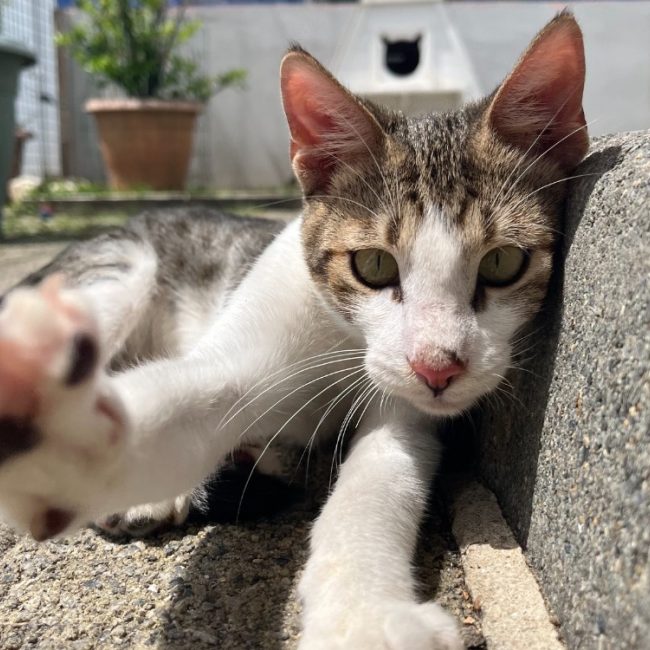 Twinky - Chat Européen à adopter