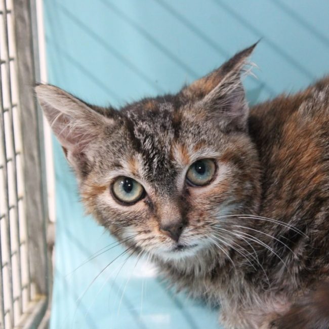 Brie - Chat Européen à adopter