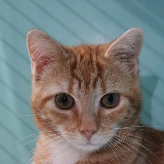 Babibel - Chat Européen à adopter