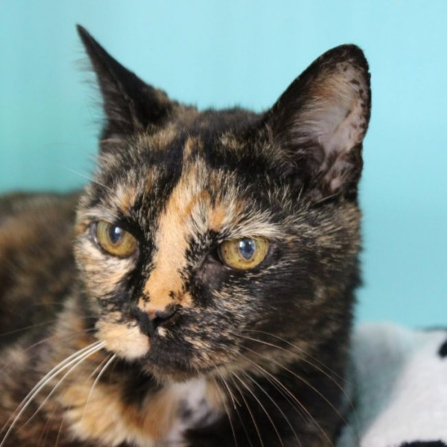 Minette - Chat Européen à adopter