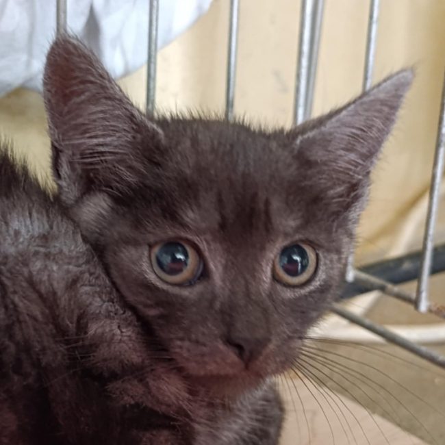 Agamemnon - Chat Européen à adopter