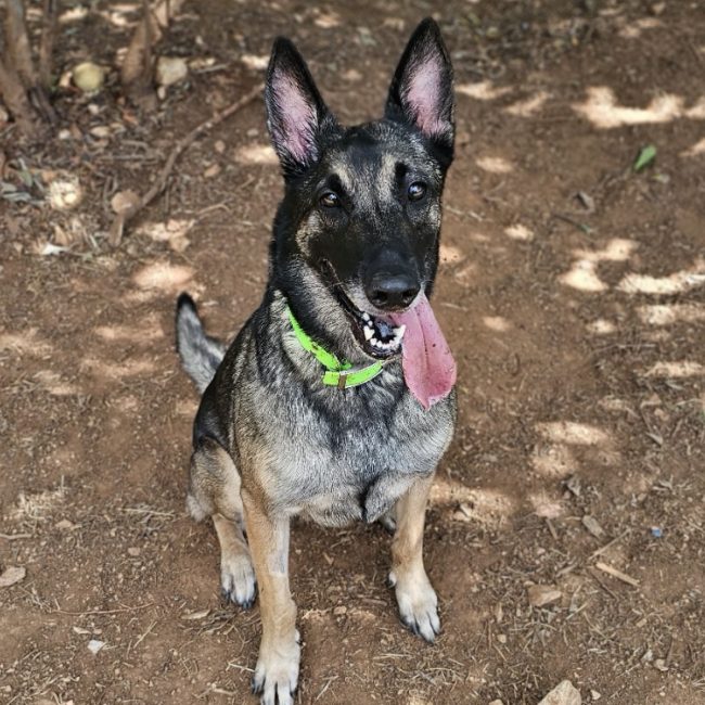 Théia - Chien Berger Belge Malinois à adopter