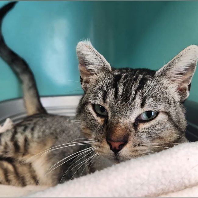 Zako - Chat Européen à adopter