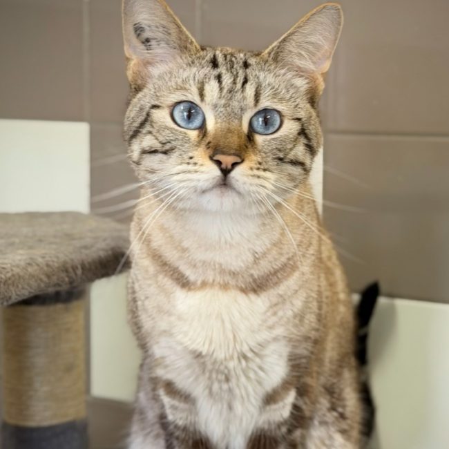 Macho - Chat Européen à adopter