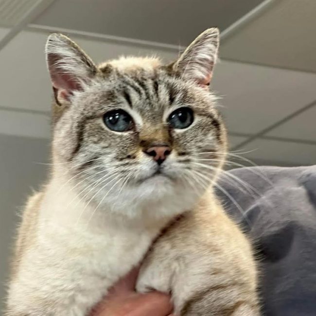 Fifille - Chat à adopter