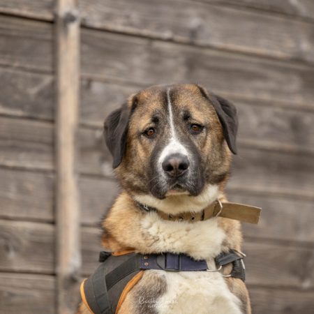 Thanos - Chien Berger d'Anatolie à adopter