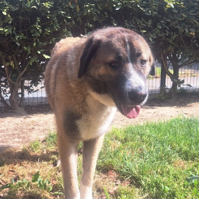 Thanos - Chien Berger d'Anatolie à adopter