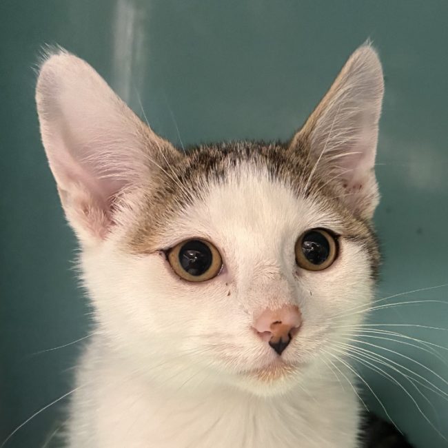 Woody - Chat Européen à adopter