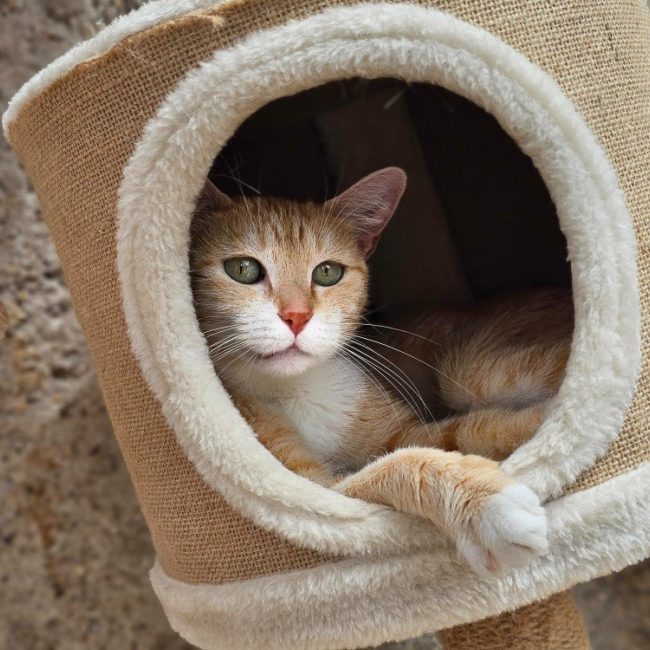 Minouche - Chat Européen à adopter