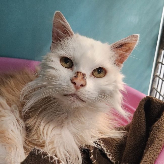 Nougat - Chat Européen à adopter