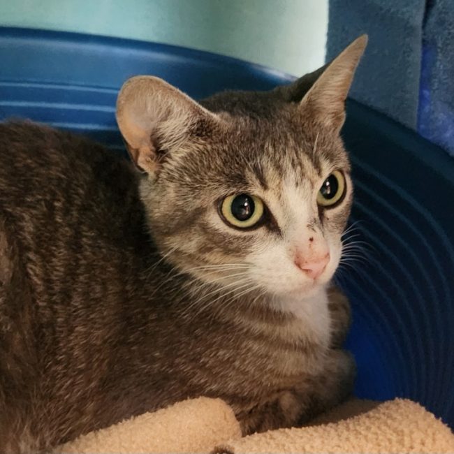 Sansa - Chat Européen à adopter