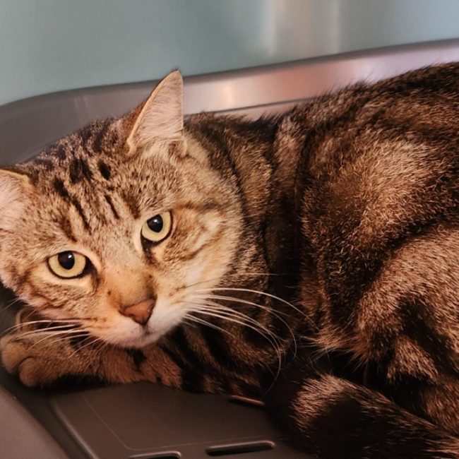 Greyjoy - Chat Européen à adopter