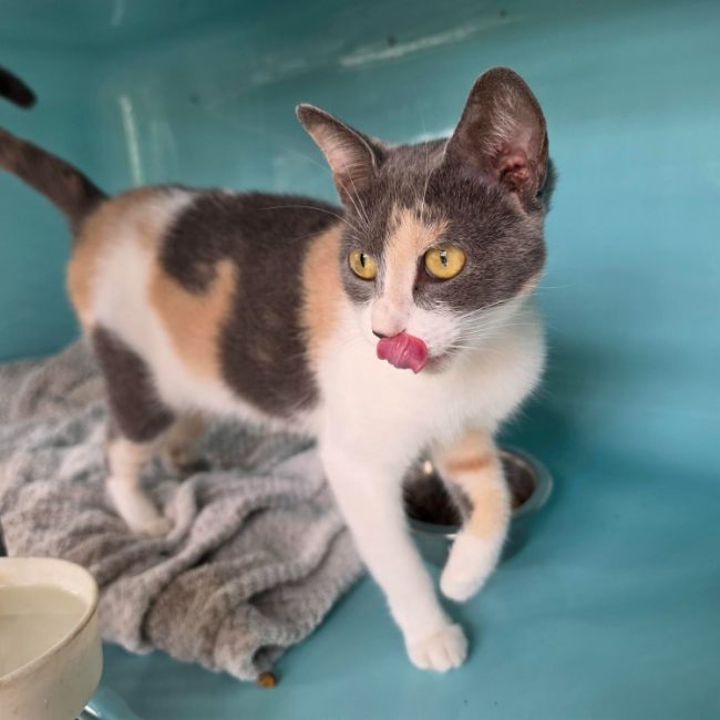 Bianca - Chat Européen à adopter