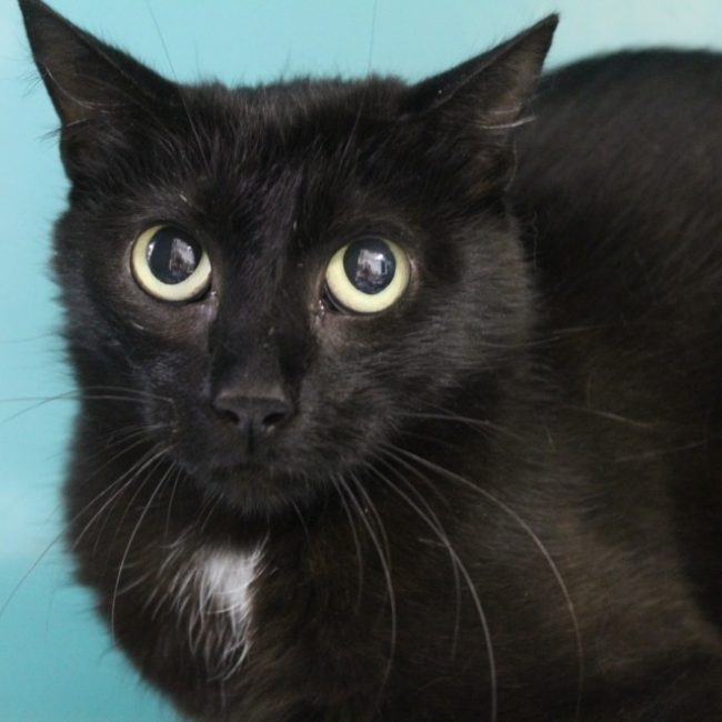 Bianca - Chat Européen à adopter