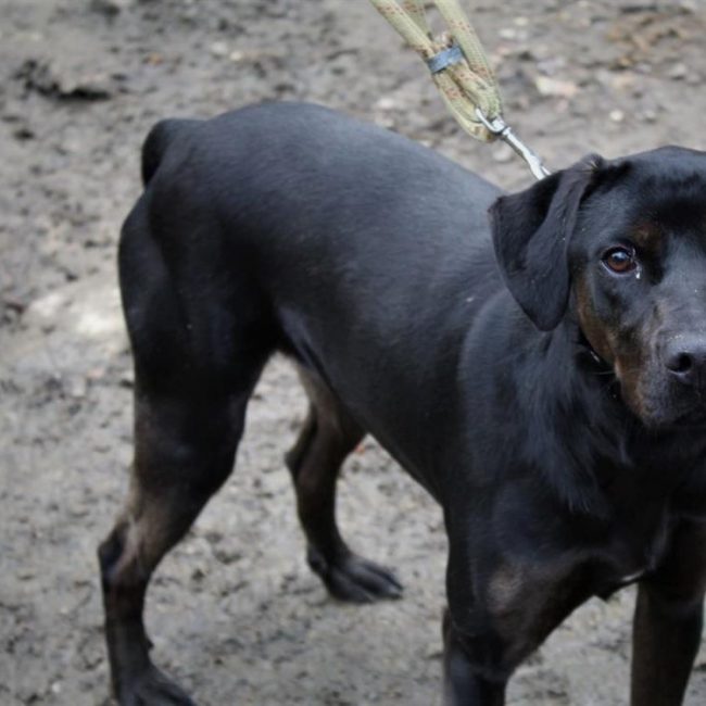 Renette - Chien à adopter