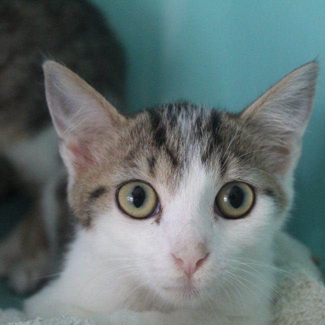Bayou - Chat Européen à adopter