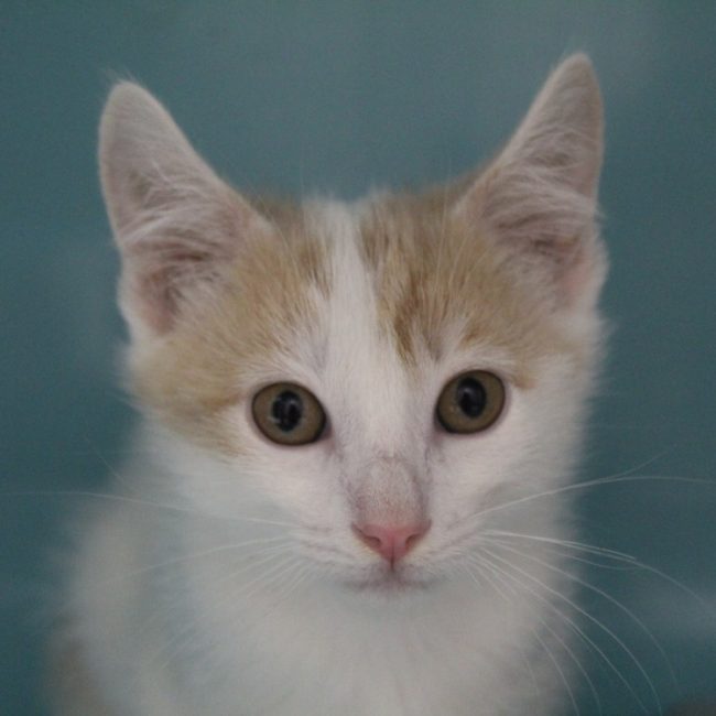Boops - Chat Européen à adopter