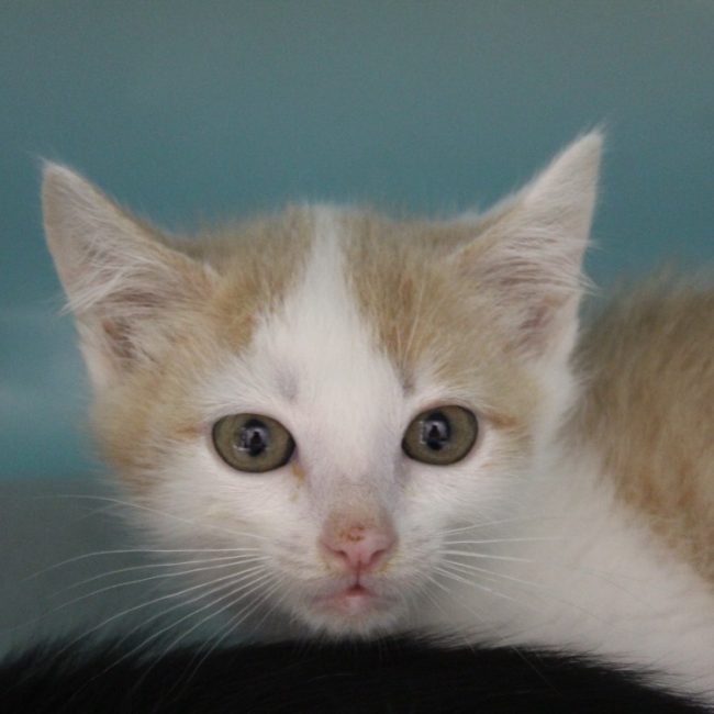 Bilou - Chat Européen à adopter